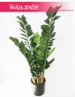 Zamioculcas sztuczny, Zamiokulkas sztuczny  6