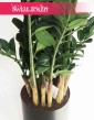 Zamioculcas sztuczny, Zamiokulkas sztuczny  2