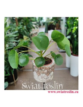 Pieniążek, Pilea, Chińska roślina pieniężna, Roślina misyjna, kwiaty doniczkowe, do domu, do mieszkania, na parapet