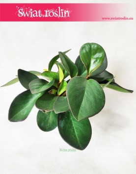 Peperomia Clusifolia Red Margin, Pieprzówka Clusifolia Red Margin 2