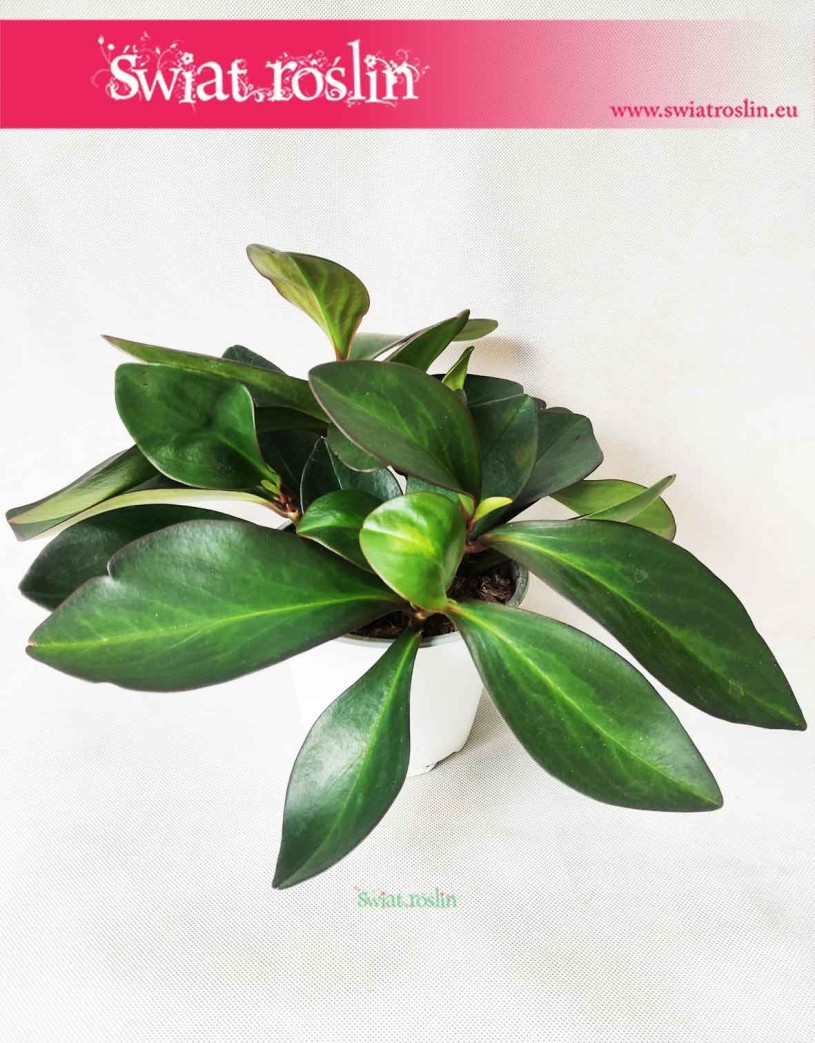 Peperomia Clusifolia Red Margin, Pieprzówka Clusifolia Red Margin