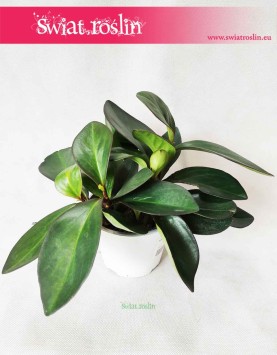 Peperomia Clusifolia Red Margin, Pieprzówka Clusifolia Red Margin 3