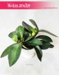 Peperomia Clusifolia Red Margin, Pieprzówka Clusifolia Red Margin 3
