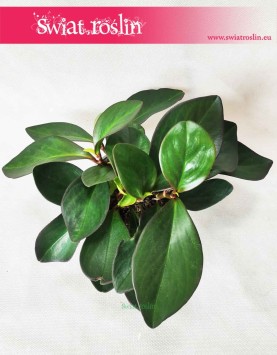 Peperomia Clusifolia Red Margin, Pieprzówka Clusifolia Red Margin 4