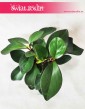 Peperomia Clusifolia Red Margin, Pieprzówka Clusifolia Red Margin 4