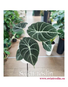 Alokazja Black Velvet, Alocasia Black Velvet, rośliny kolekcjonerskie, internetowy sklep z roślinami