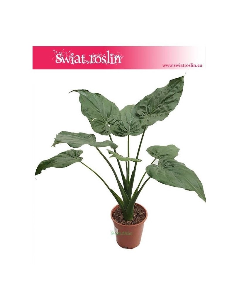 Alokazja Cucullata, Alocasia Cucullata 1