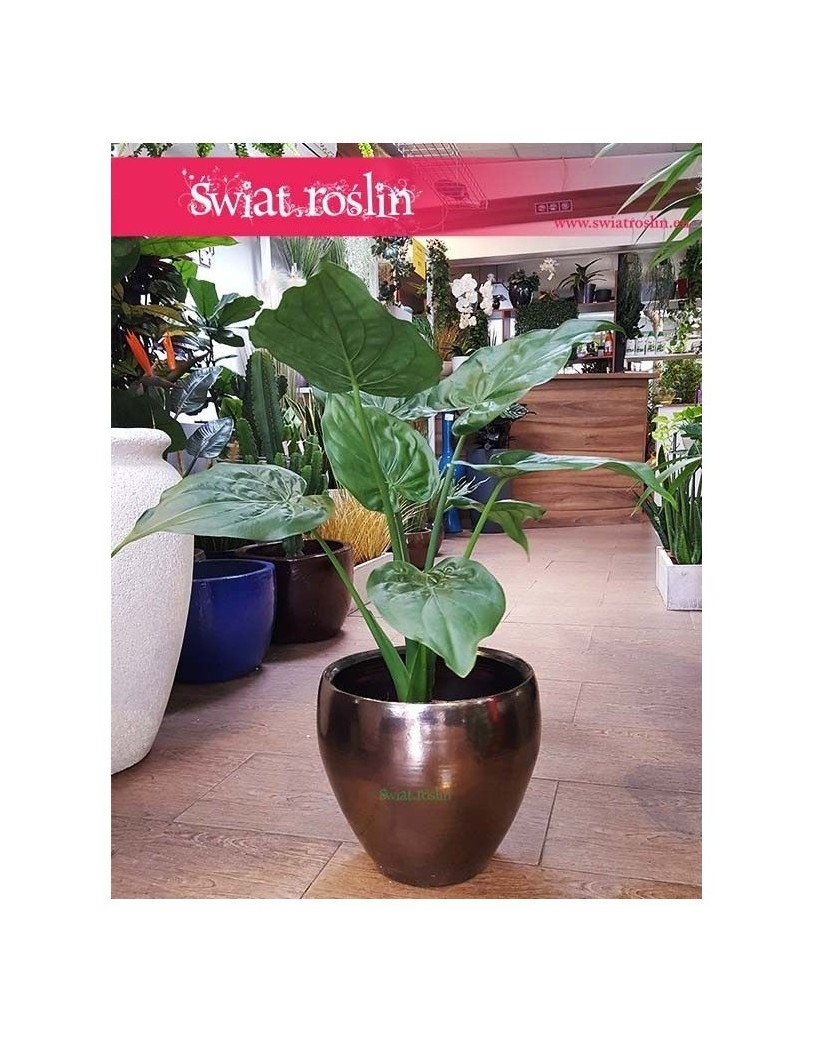 Alokazja Cucullata, Alocasia Cucullata 3