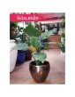 Alokazja Cucullata, Alocasia Cucullata 3