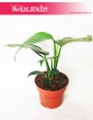 Rhaphidophora Decursiva, Monstera Decursiva Philodendron 5