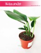 Rhaphidophora Decursiva, Monstera Decursiva Philodendron 4