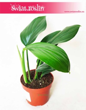 Rhaphidophora Decursiva, Monstera Decursiva Philodendron 2