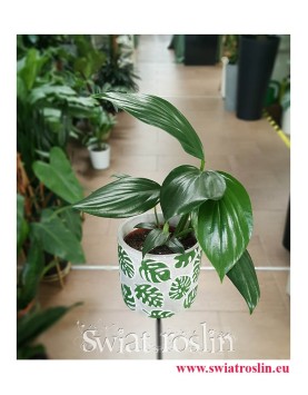 Rhaphidophora Decursiva, Monstera Decursiva Philodendron, sklep online z roślinami, wysyłka roślin