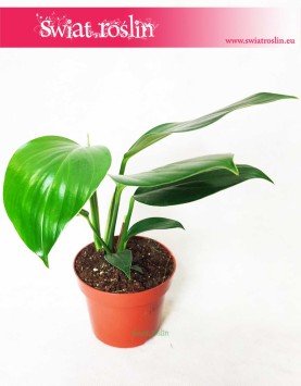 Rhaphidophora Decursiva, Monstera Decursiva Philodendron