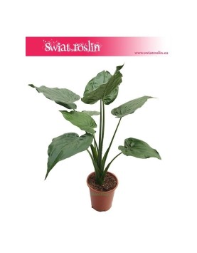 Alokazja Cucullata, Alocasia Cucullata 4