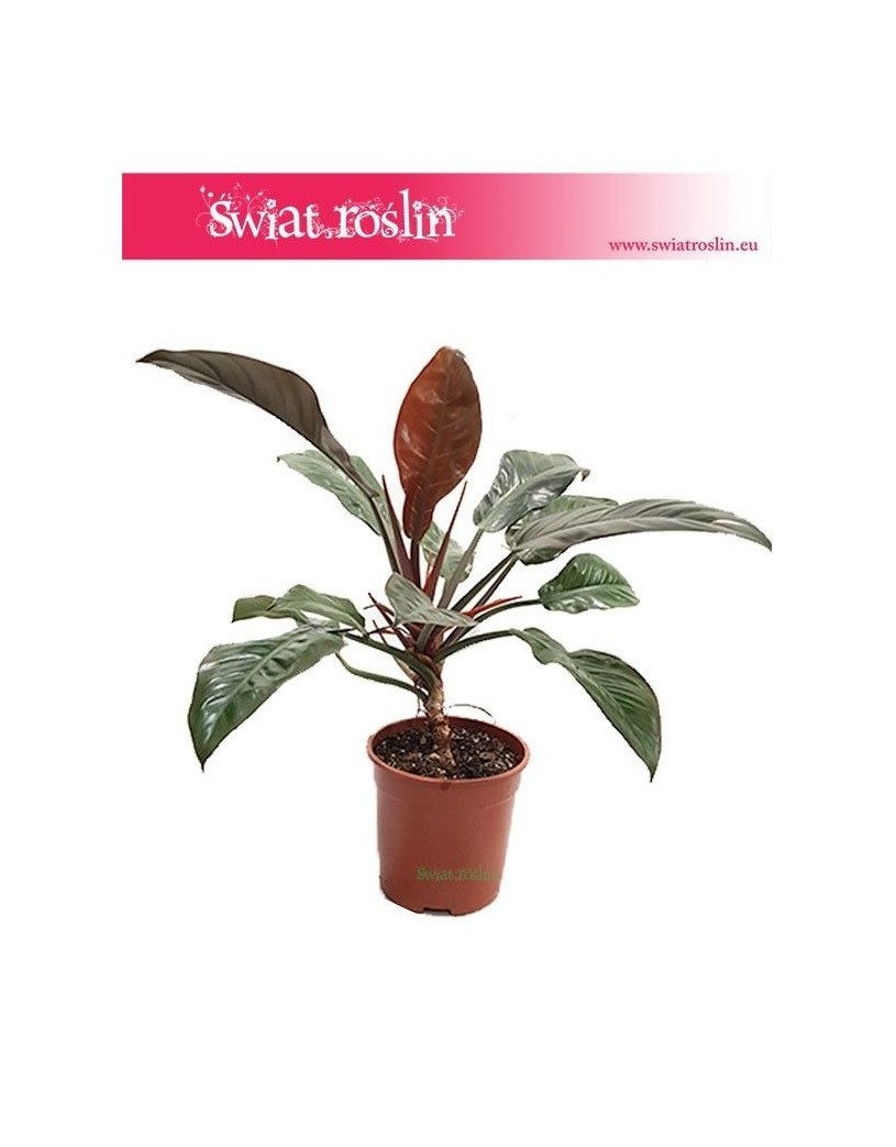 Filodendron Czerwieniejący, Philodendron Imperial Red 1