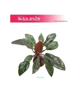Filodendron Czerwieniejący, Philodendron Imperial Red 2