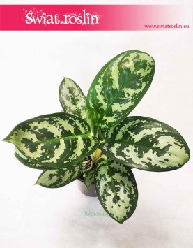 Aglaonema Amazon Silver, Aglonema Amazon Silver, rośliny doniczkowe online
