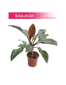Filodendron Czerwieniejący, Philodendron Imperial Red 3