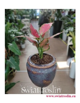 Aglonema Cherry Baby, Aglaonema Cherry Baby, sklep online z roślinami doniczkowymi