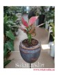 Aglonema Cherry Baby, Aglaonema Cherry Baby, sklep online z roślinami doniczkowymi