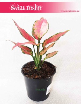 Aglonema Cherry Baby, Aglaonema Cherry Baby, sklep internetowy