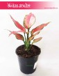 Aglonema Cherry Baby, Aglaonema Cherry Baby, sklep internetowy