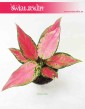 Aglonema Cherry Baby, Aglaonema Cherry Baby, wysyłka roślin