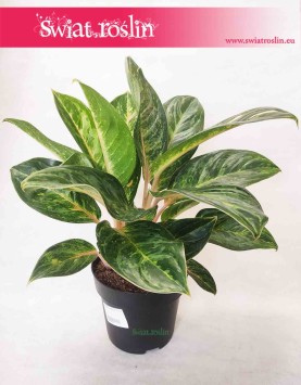 Aglaonema Cocomelon, Aglonema Cocomelon, sklep online