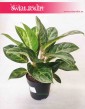 Aglaonema Cocomelon, Aglonema Cocomelon, sklep online