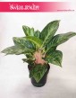 Aglaonema Cocomelon, Aglonema Cocomelon, sklep internetowy
