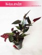 Syngonium erythrophyllum Red Arrow, Syngonium Red Arrow, Zroślicha, sklep online