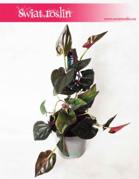 Syngonium erythrophyllum Red Arrow, Syngonium Red Arrow, Zroślicha, sklep internetowy