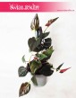 Syngonium erythrophyllum Red Arrow, Syngonium Red Arrow, Zroślicha, sklep internetowy