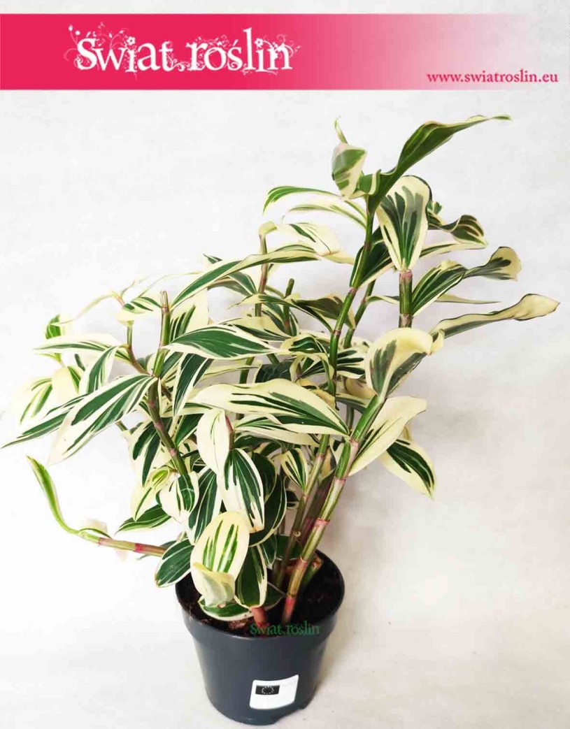 Costus Arabicus Variegata, Kostowiec, internetowy sklep z roślinami