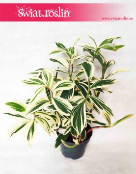 Costus Arabicus Variegata, Kostowiec, sklep