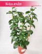 Parthenocissus Quadrangularis