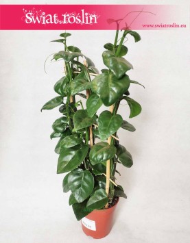 Parthenocissus Quadrangularis 2