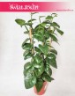Parthenocissus Quadrangularis 3
