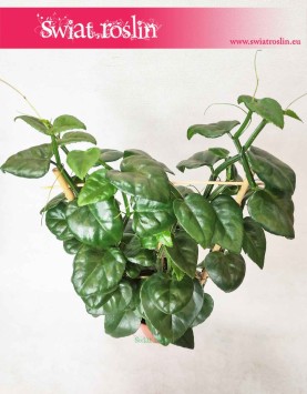 Parthenocissus Quadrangularis 4