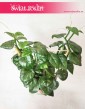 Parthenocissus Quadrangularis 4