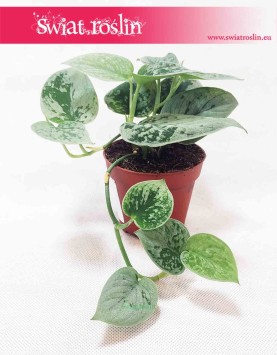 Scindapsus Pictus Silvery Ann, Epipremnum Pictus Silvery Ann 3