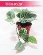 Scindapsus Pictus Silvery Ann, Epipremnum Pictus Silvery Ann 3