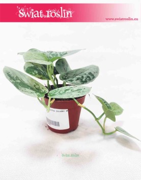 Scindapsus Pictus Silvery Ann, Epipremnum Pictus Silvery Ann 2