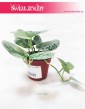 Scindapsus Pictus Silvery Ann, Epipremnum Pictus Silvery Ann 2