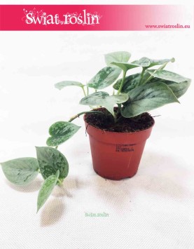 Scindapsus Pictus Silvery Ann, Epipremnum Pictus Silvery Ann  4