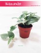 Scindapsus Pictus Silvery Ann, Epipremnum Pictus Silvery Ann  4