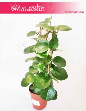 Parthenocissus Parrot 3