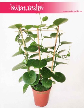 Parthenocissus Parrot 4