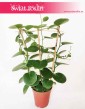 Parthenocissus Parrot 4